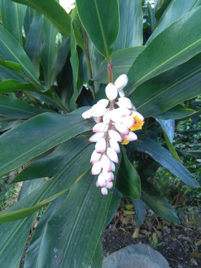 Casa Finca El Girasol Villa Guayabal de Síquima Kültér fotó